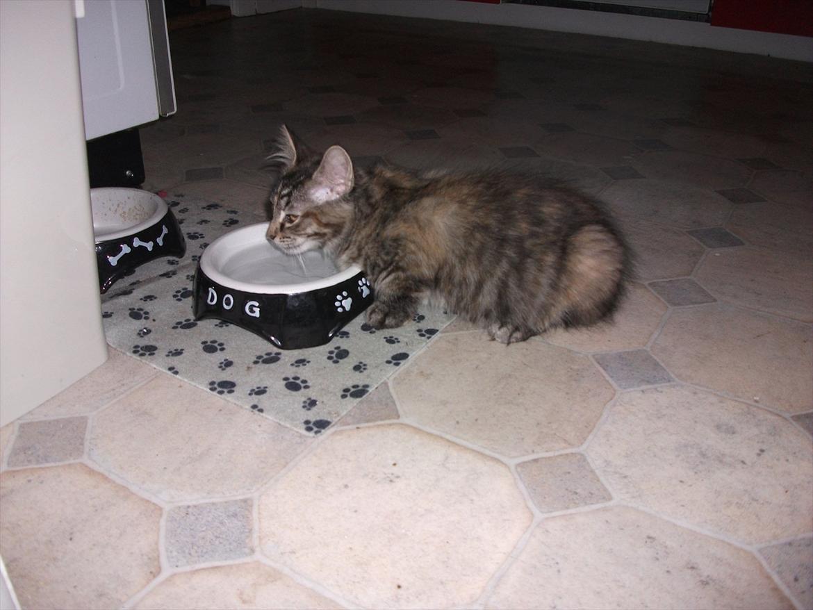 Blanding af racer Martha  - Martha billede 10