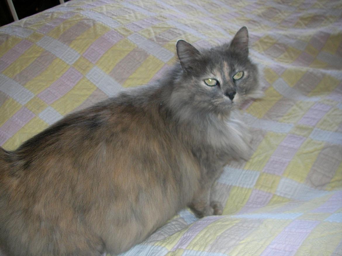 Norsk Skovkat Bamse VERDENS PÆNESTE KAT billede 1