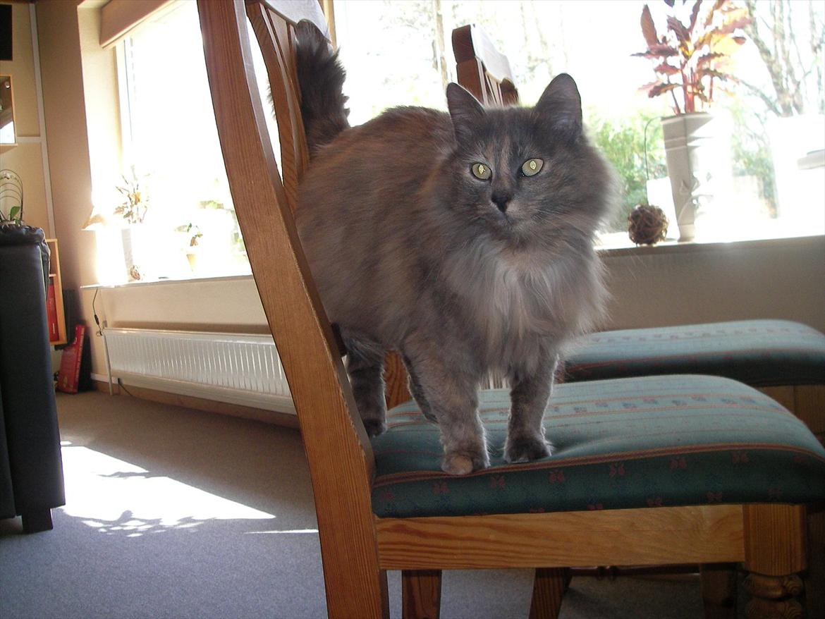 Norsk Skovkat Bamse VERDENS PÆNESTE KAT billede 2