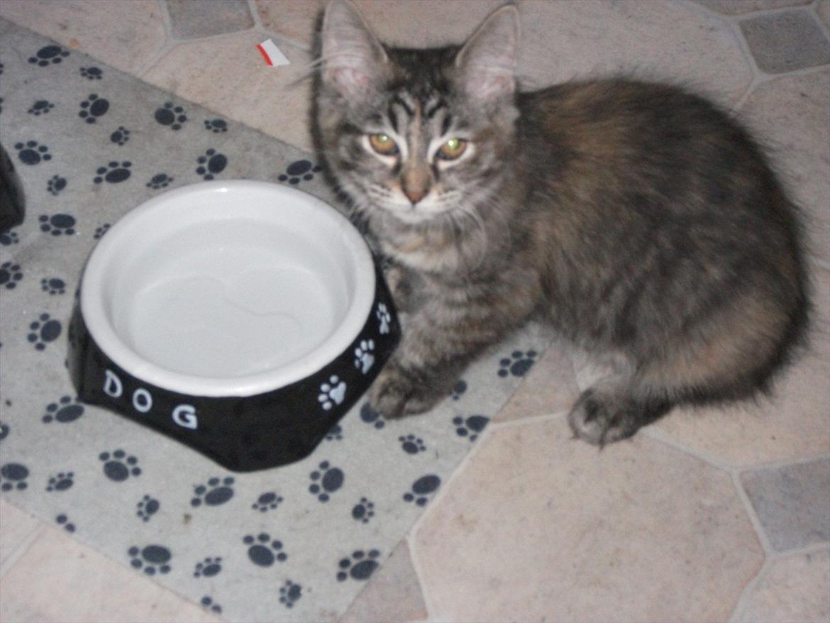 Blanding af racer Martha  - Martha billede 11