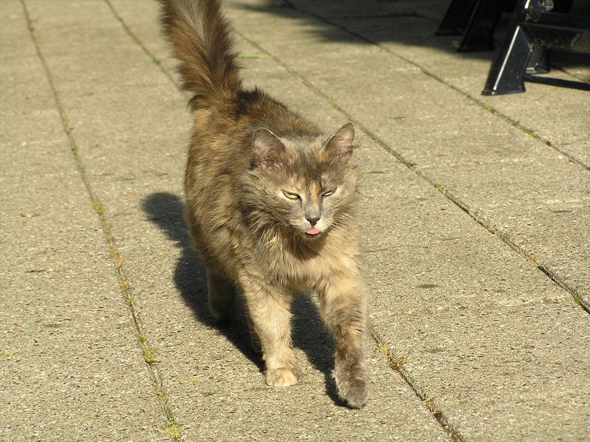 Norsk Skovkat Bamse VERDENS PÆNESTE KAT billede 4