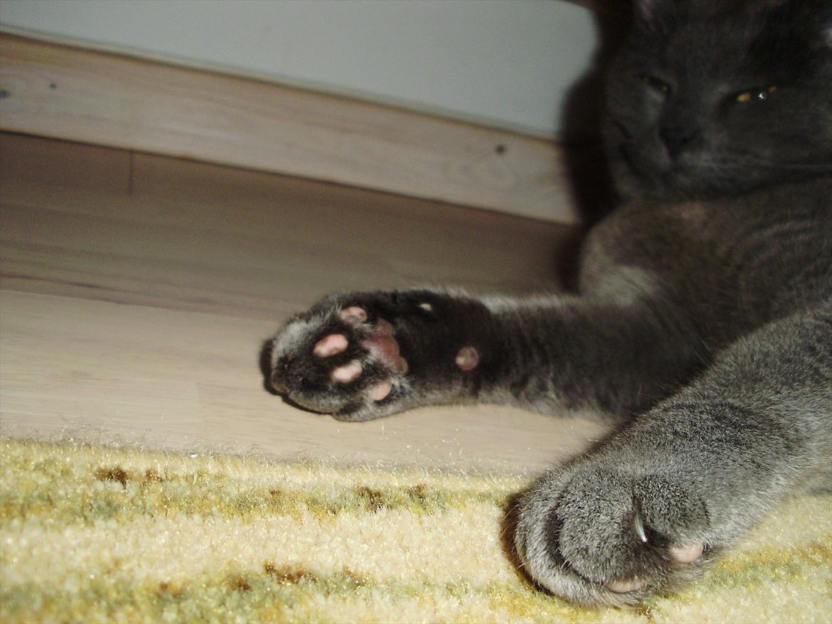 Blanding af racer Figi (Figaro)  billede 15