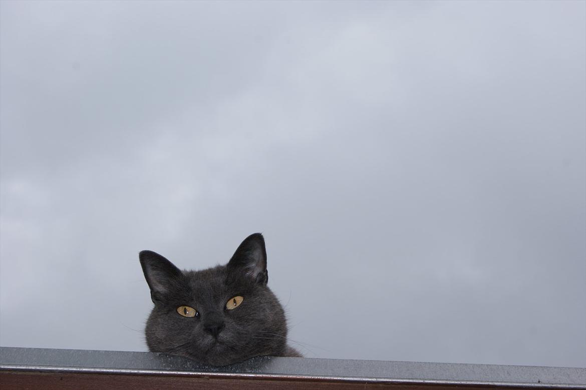 Blanding af racer Figi (Figaro)  billede 16