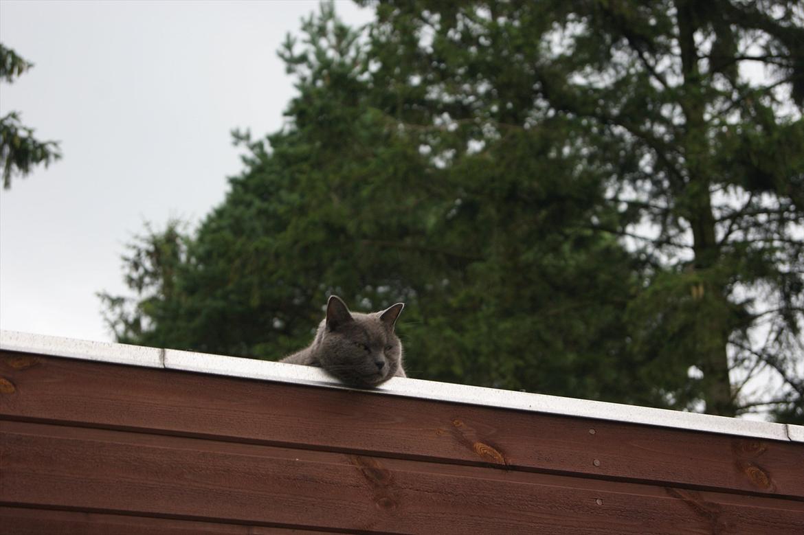 Blanding af racer Figi (Figaro)  billede 17