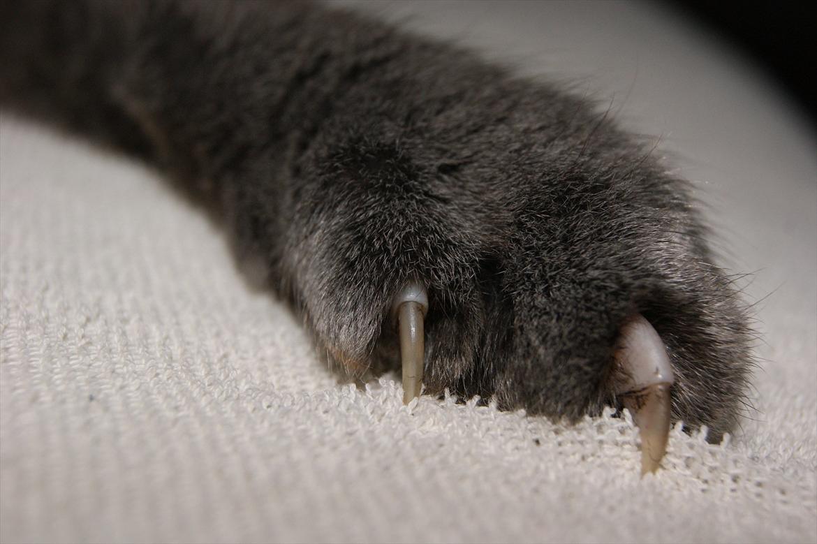 Blanding af racer Figi (Figaro)  billede 18