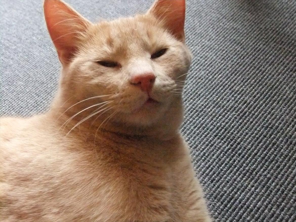 Norsk Skovkat Bamse VERDENS PÆNESTE KAT - Dsv jeg havde ikke flere billeder af hende :( men her er hendes søn :D billede 5