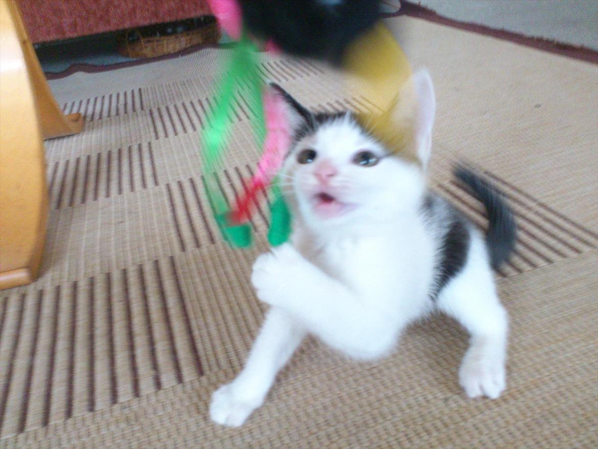 Huskat Laban (Labse) rip  - 10 uger gammel billede 9