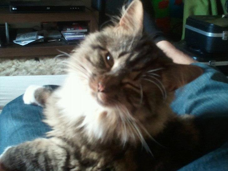 Blanding af racer Basse billede 1