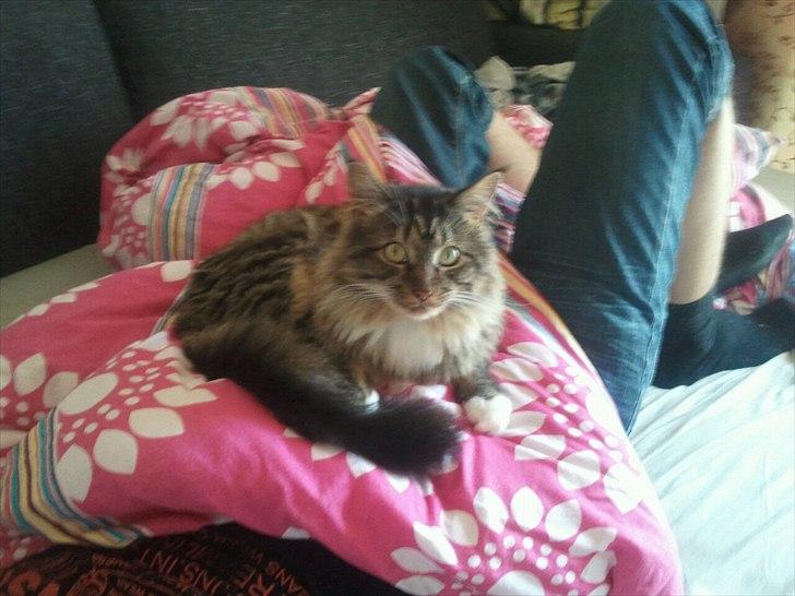 Blanding af racer Basse billede 2