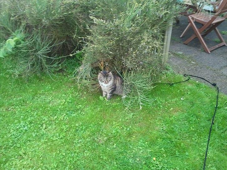 Blanding af racer Basse billede 3