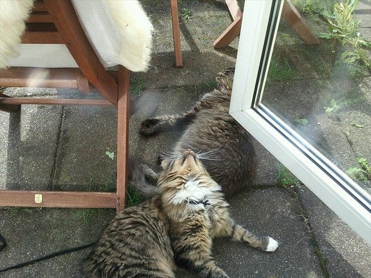 Blanding af racer Basse billede 4