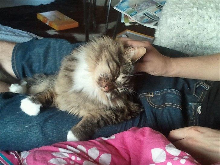 Blanding af racer Basse billede 5