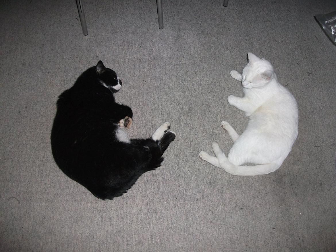 Huskat Sylvester *Sylle* RIP billede 14