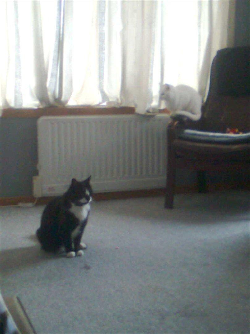 Huskat Sylvester *Sylle* RIP billede 15