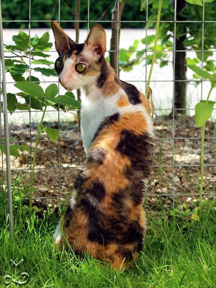 Cornish Rex Kaomi's Amira billede 1