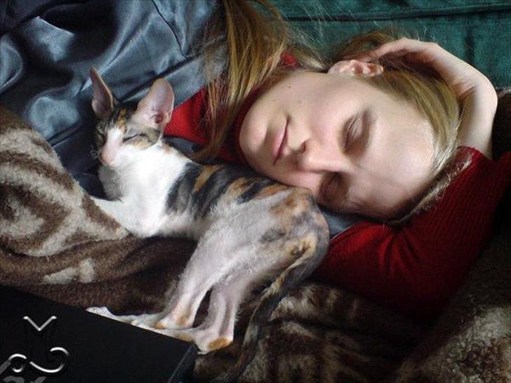 Cornish Rex Kaomi's Amira billede 2