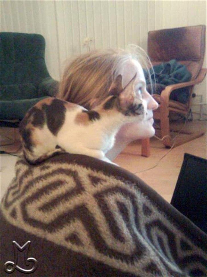 Cornish Rex Kaomi's Amira billede 3