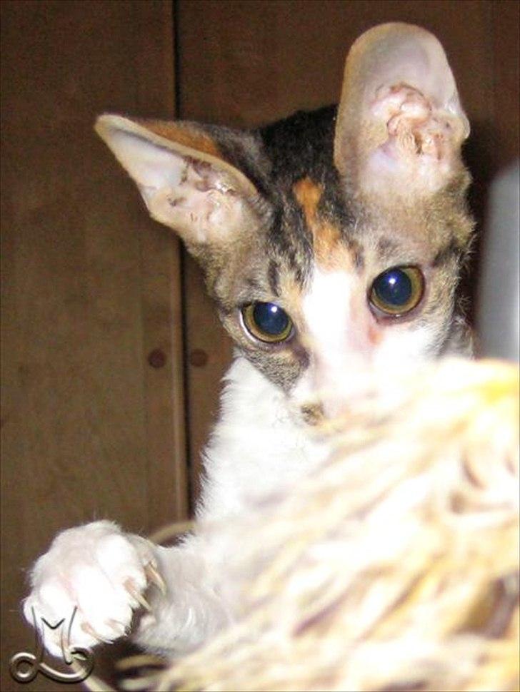 Cornish Rex Kaomi's Amira billede 4