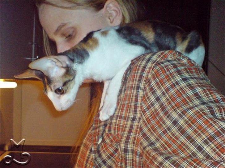 Cornish Rex Kaomi's Amira billede 5