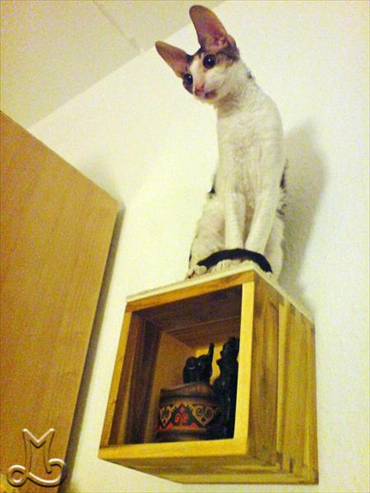 Cornish Rex Kaomi's Amira billede 6