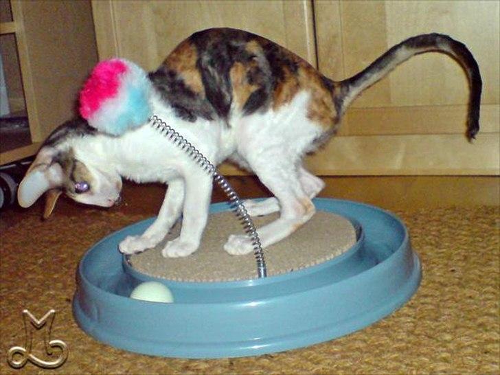 Cornish Rex Kaomi's Amira billede 7