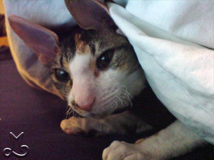 Cornish Rex Kaomi's Amira billede 8