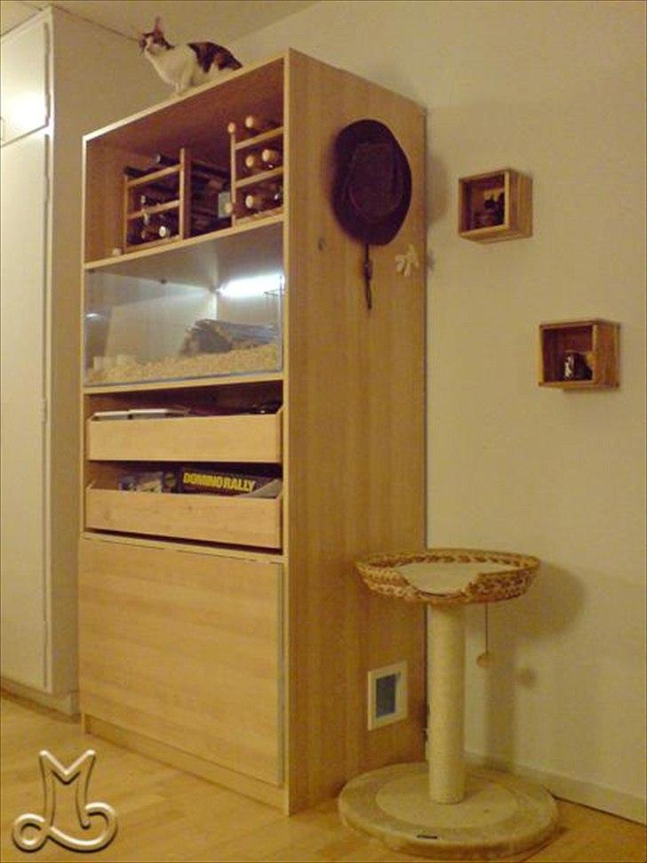 Cornish Rex Kaomi's Amira billede 9