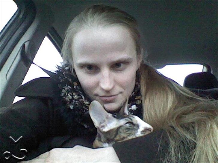 Cornish Rex Kaomi's Amira billede 10