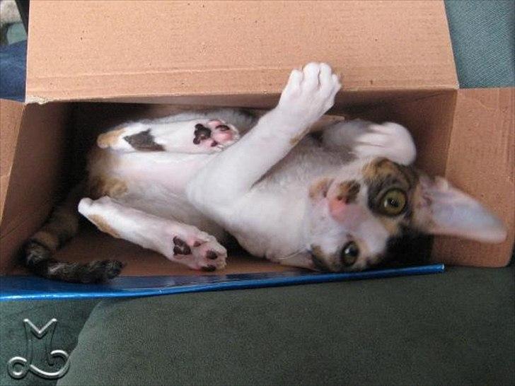 Cornish Rex Kaomi's Amira billede 11