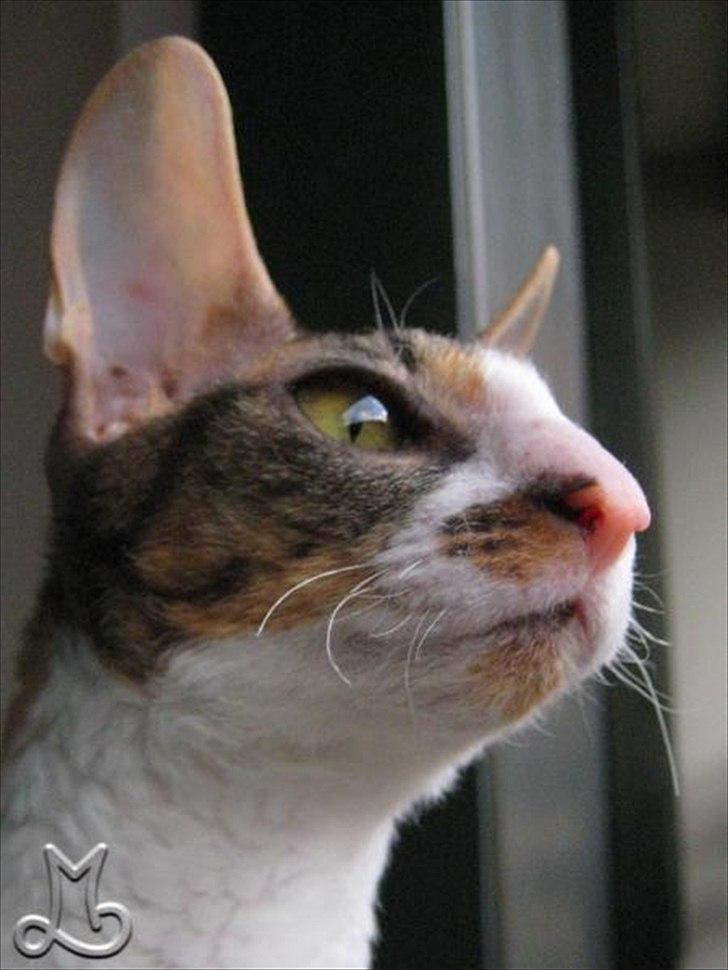 Cornish Rex Kaomi's Amira billede 12