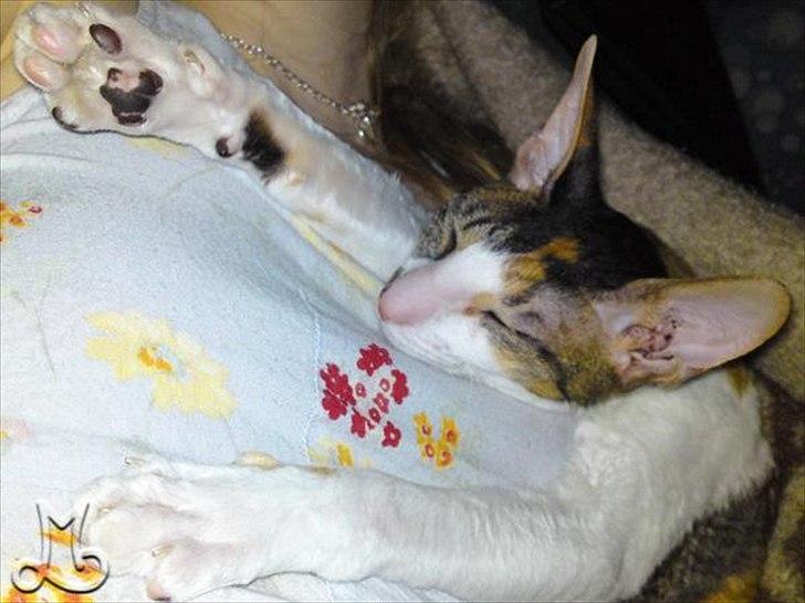 Cornish Rex Kaomi's Amira billede 14