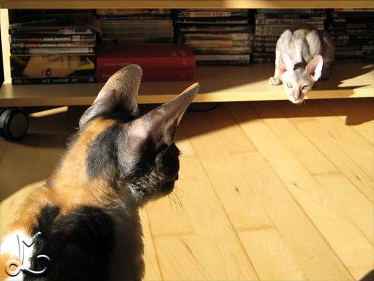 Cornish Rex Kaomi's Amira billede 15