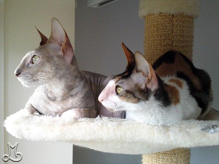 Cornish Rex Kaomi's Amira billede 16