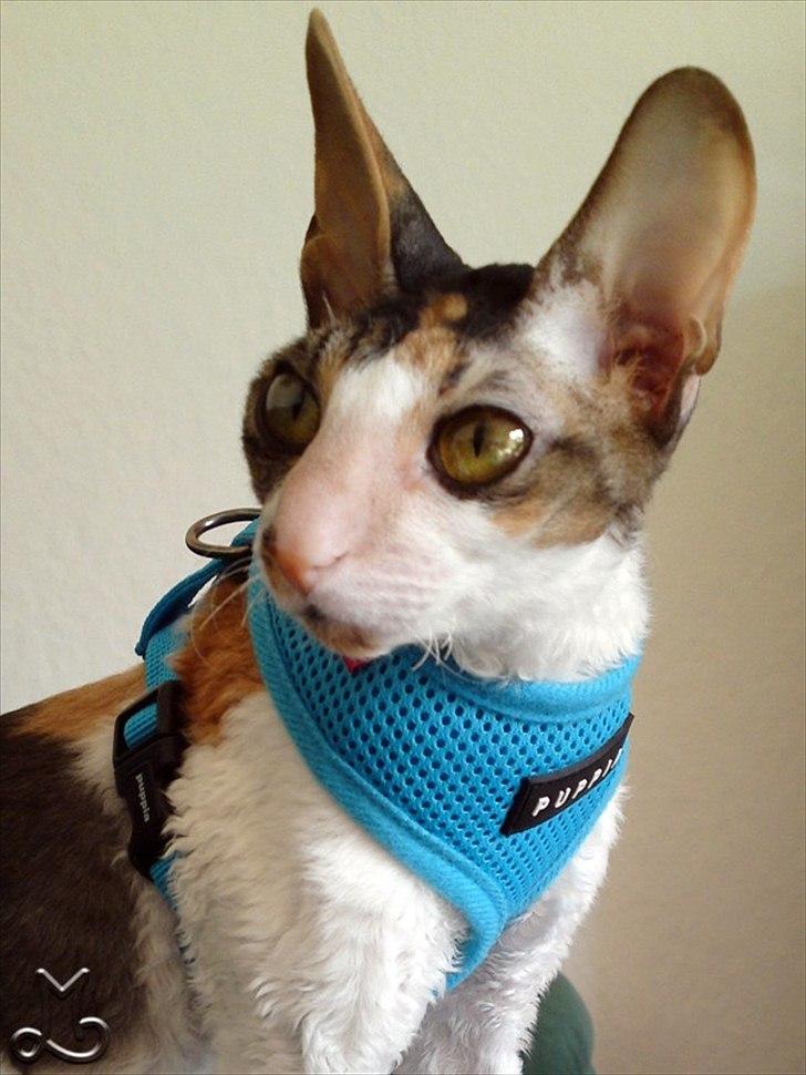 Cornish Rex Kaomi's Amira billede 17