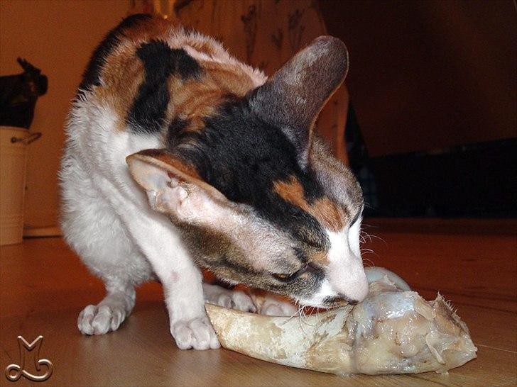 Cornish Rex Kaomi's Amira billede 18