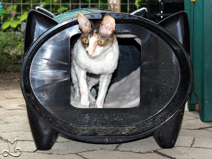 Cornish Rex Kaomi's Amira billede 19