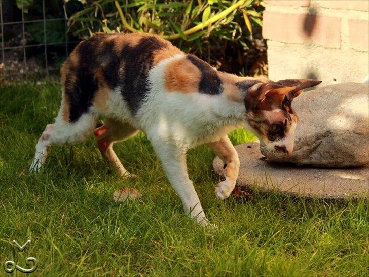 Cornish Rex Kaomi's Amira billede 20