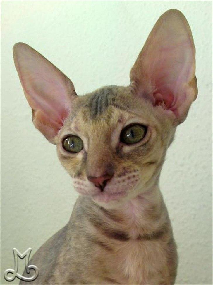Cornish Rex Biccibonny's Deena of Beniac billede 2