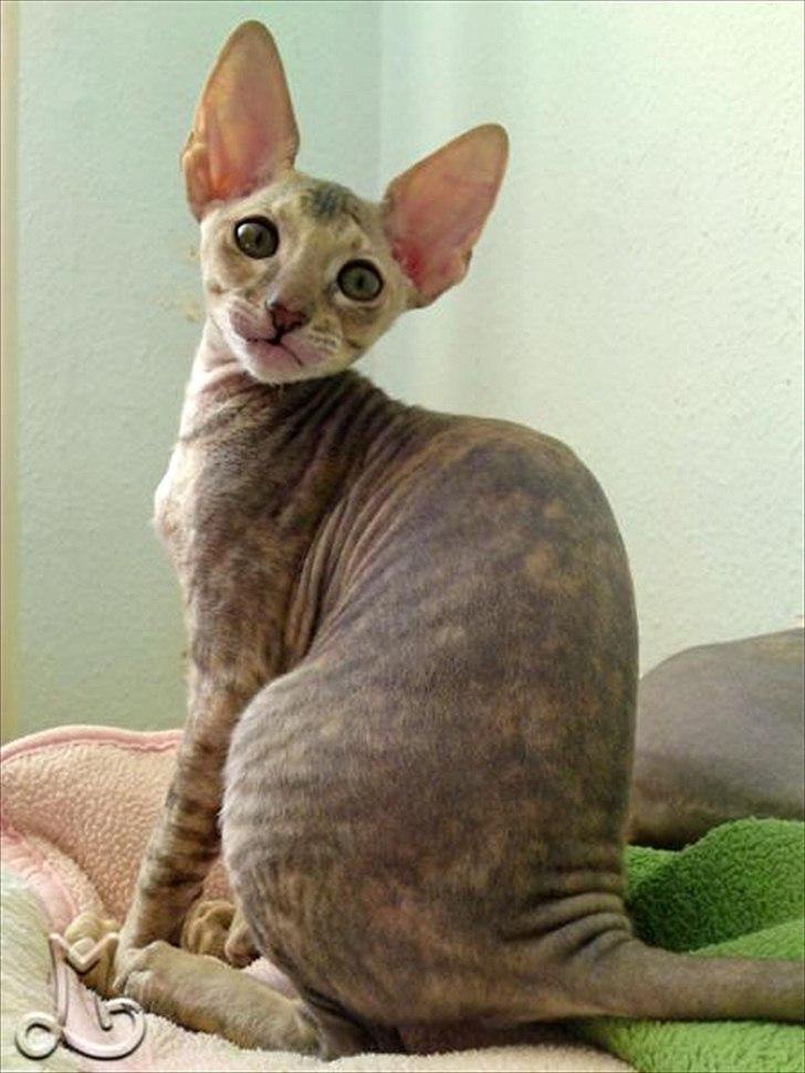 Cornish Rex Biccibonny's Deena of Beniac billede 3