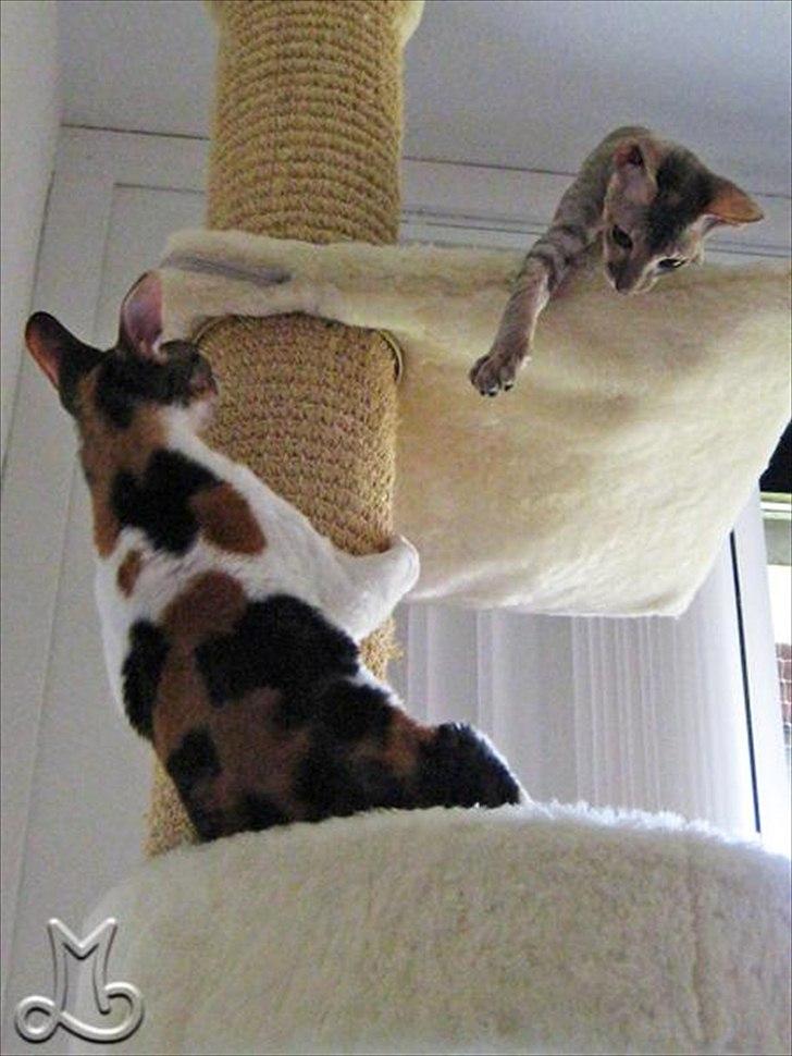 Cornish Rex Biccibonny's Deena of Beniac billede 4