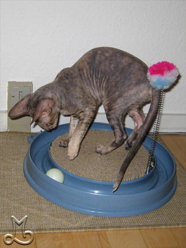 Cornish Rex Biccibonny's Deena of Beniac billede 6