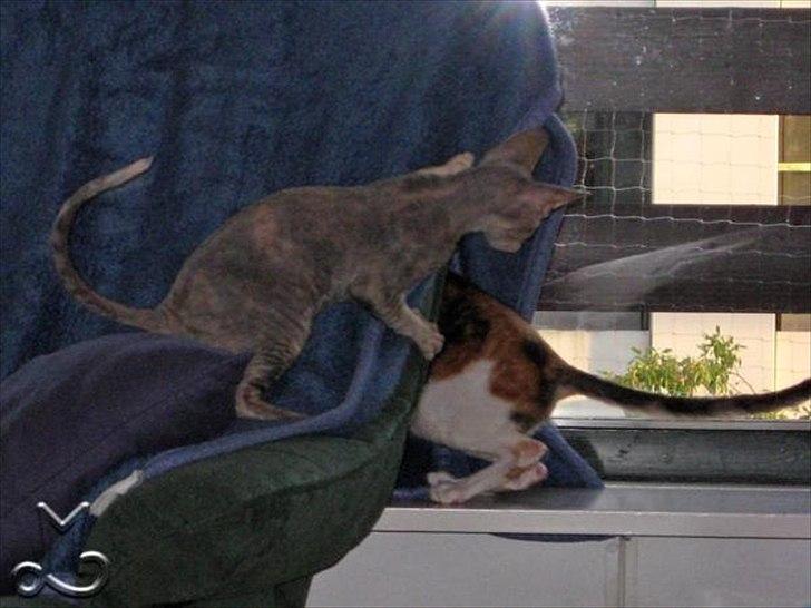 Cornish Rex Biccibonny's Deena of Beniac billede 7