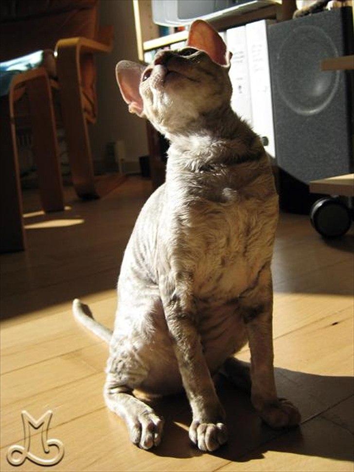 Cornish Rex Biccibonny's Deena of Beniac billede 8