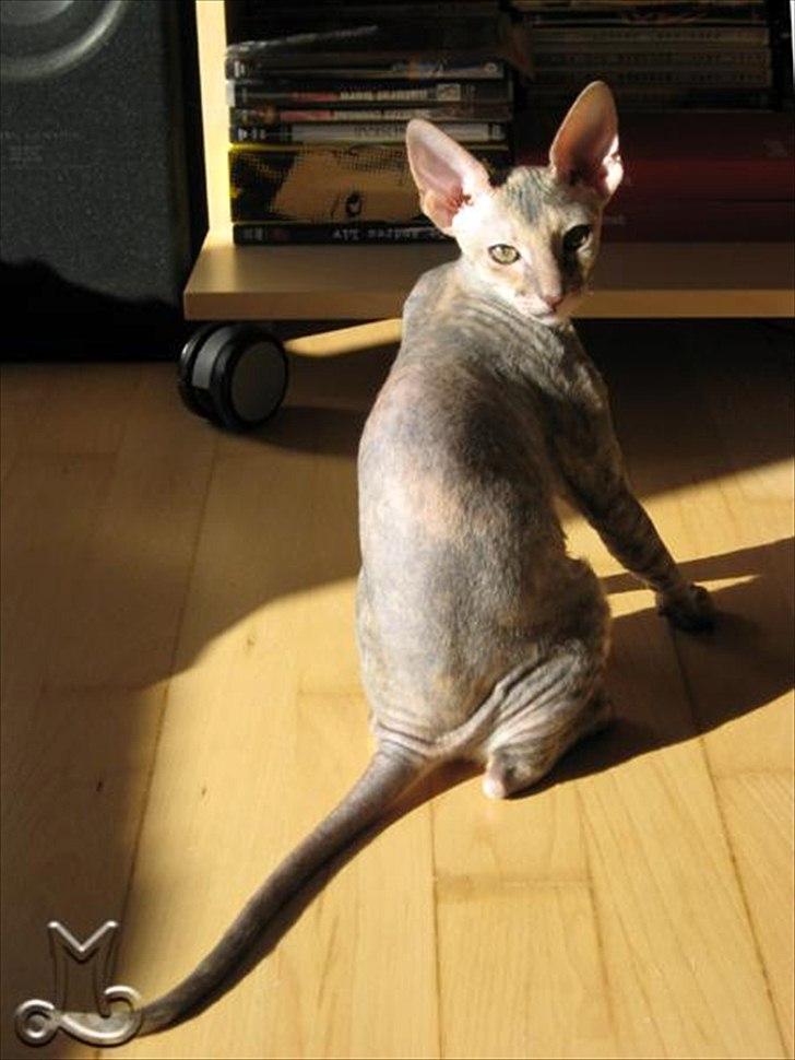 Cornish Rex Biccibonny's Deena of Beniac billede 9