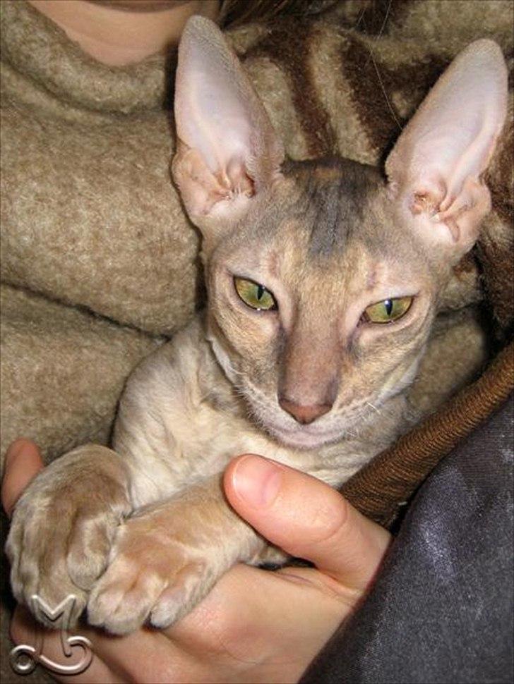 Cornish Rex Biccibonny's Deena of Beniac billede 10