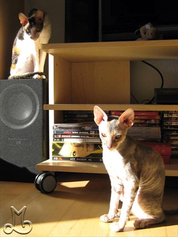 Cornish Rex Biccibonny's Deena of Beniac billede 11