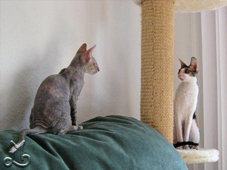 Cornish Rex Biccibonny's Deena of Beniac billede 12