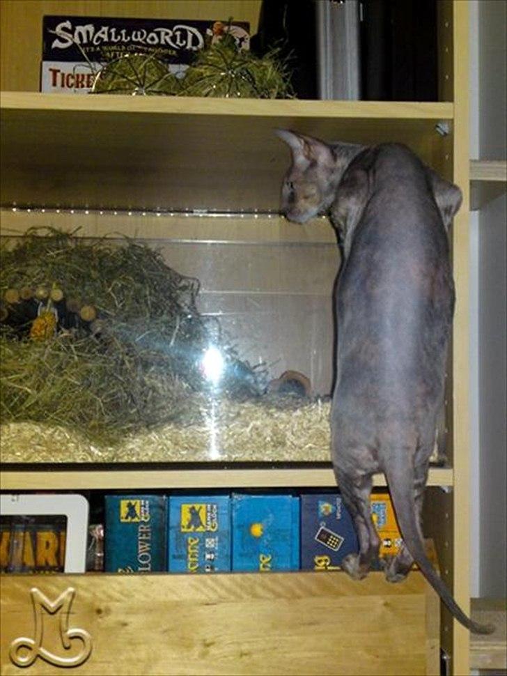 Cornish Rex Biccibonny's Deena of Beniac billede 13