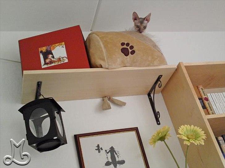 Cornish Rex Biccibonny's Deena of Beniac billede 14