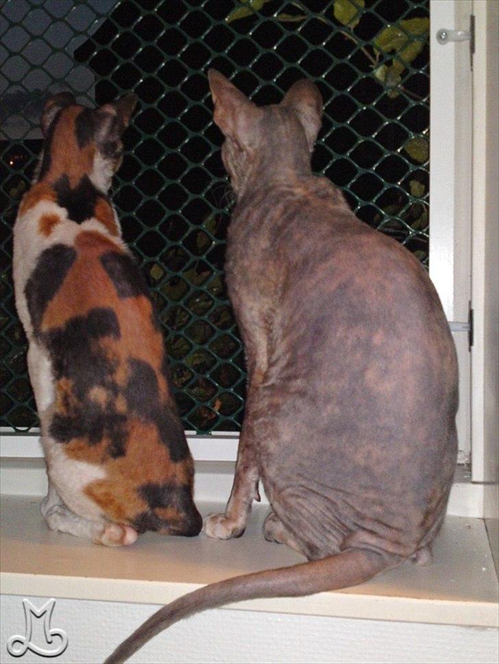 Cornish Rex Biccibonny's Deena of Beniac billede 15